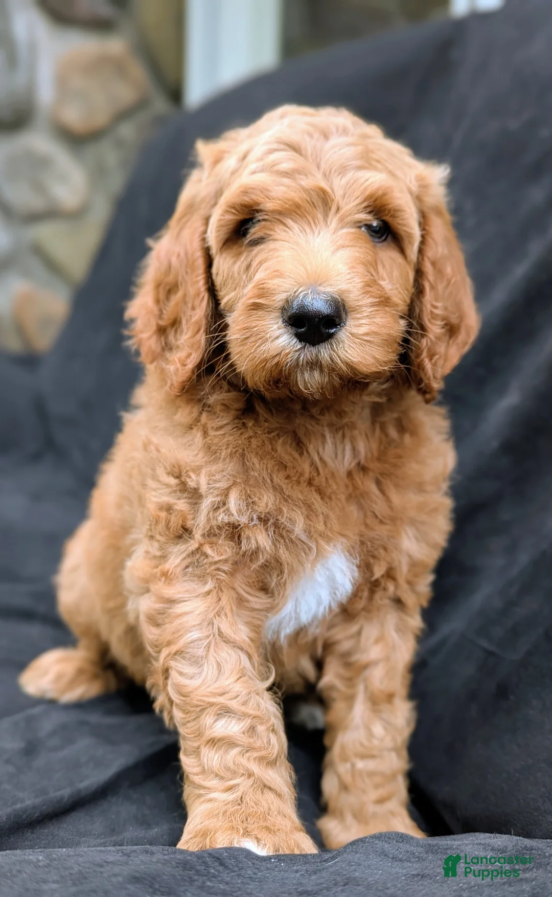 Goldendoodle dogs for sale: Charlie  - Ad 1