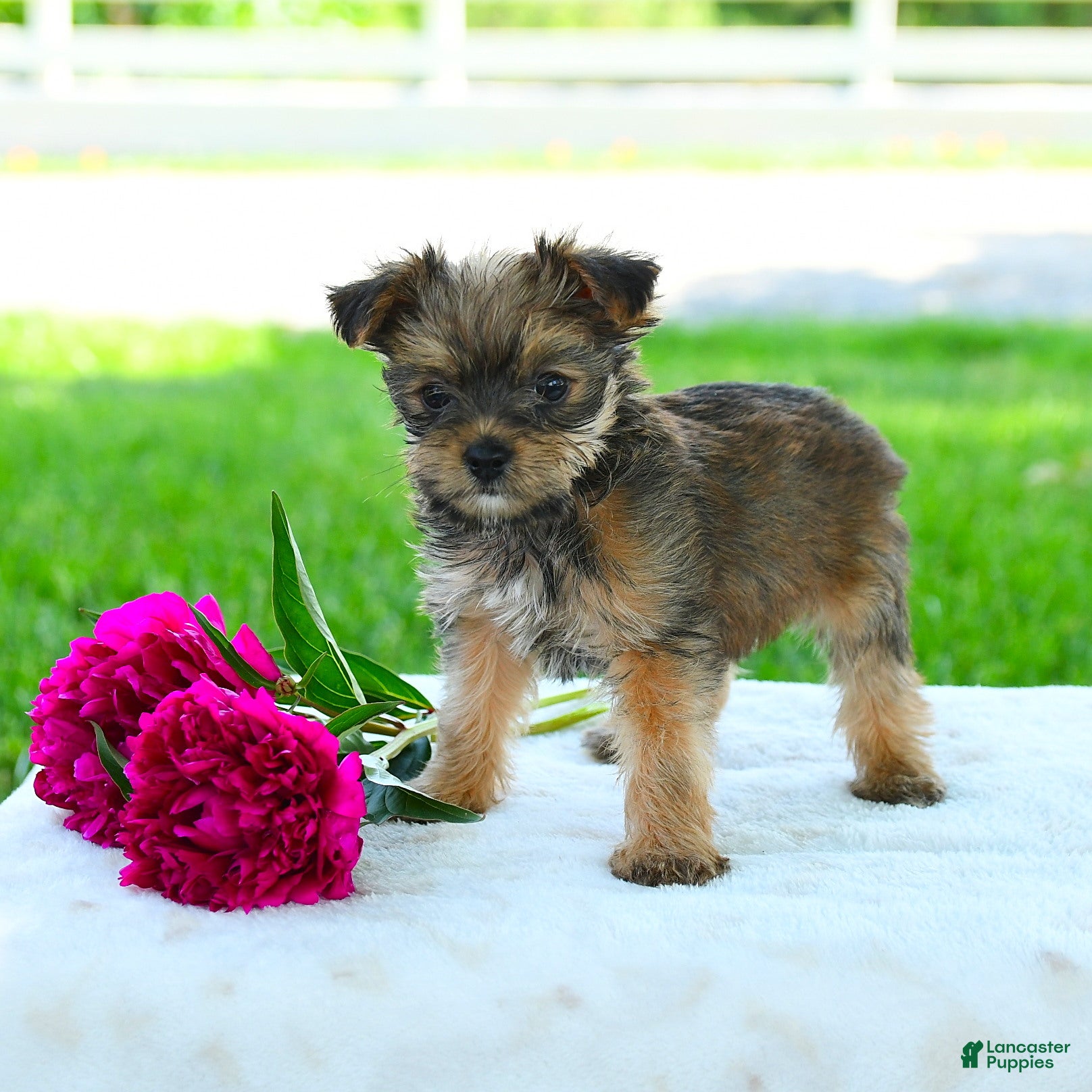 Yorkiepoo dogs Randall - Ad 2