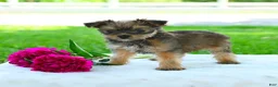 Yorkiepoo dogs for sale: Randall - Ad 2