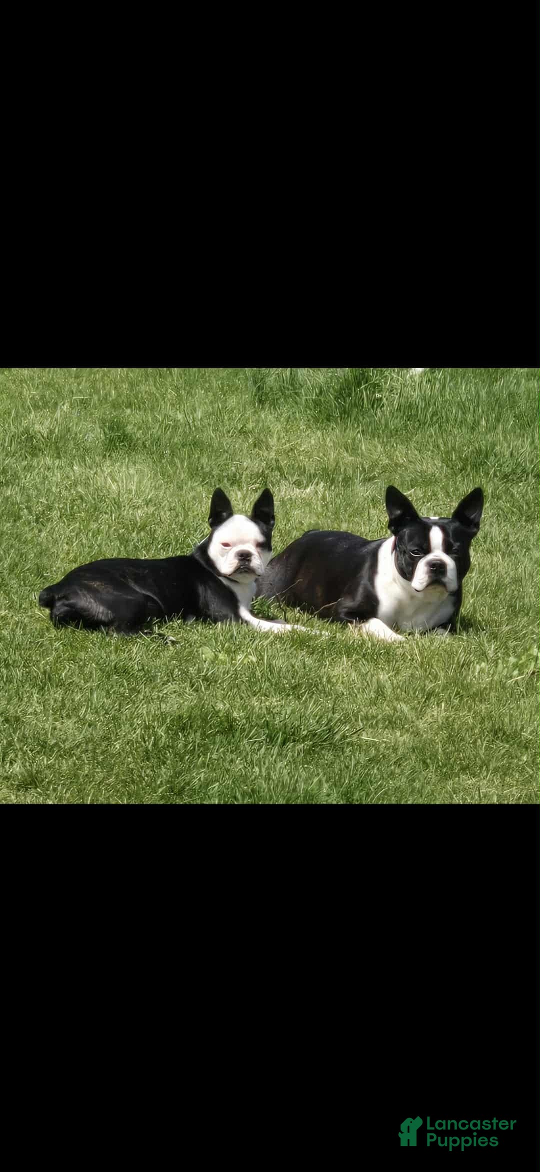 Boston Terrier dogs for sale: Roxy - Ad 5