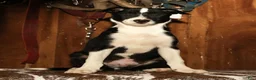 Border Collie dogs for sale: Max - Ad 3