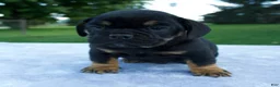 Beabull dogs for sale: Hugo - Ad 5