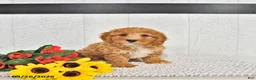 Mini Goldendoodle dogs for sale: Fido - Ad 3