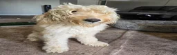 Goldendoodle dogs for sale: Goldendoodle Puppy 11 - Ad 2