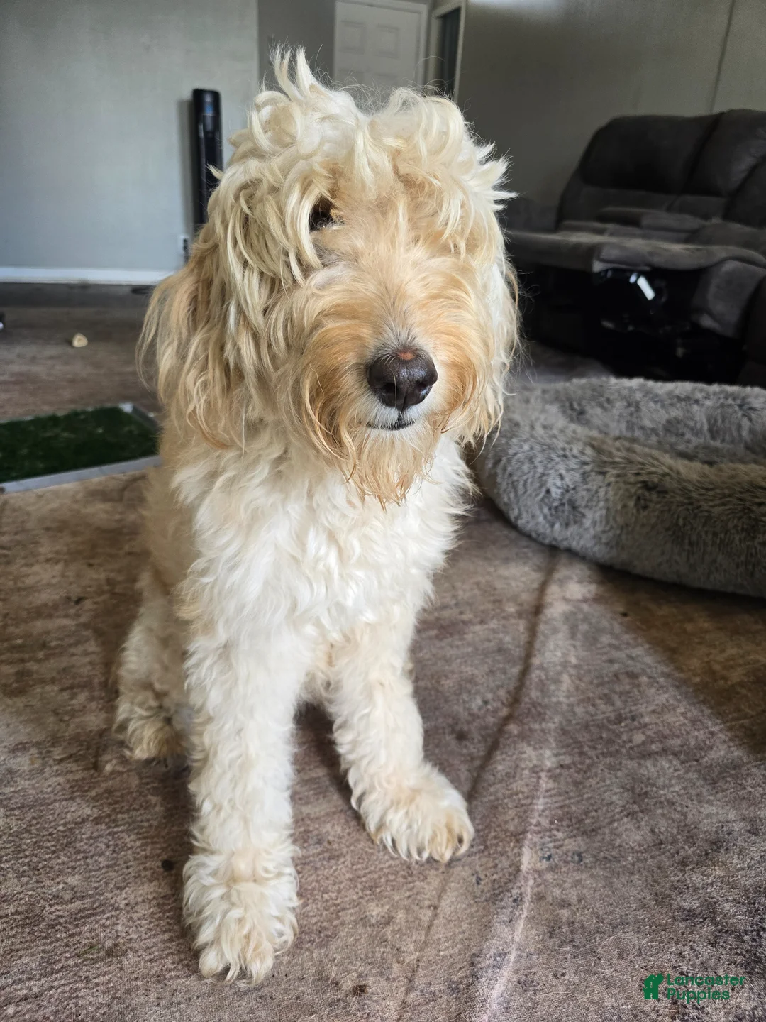 Goldendoodle dogs for sale: Goldendoodle Puppy 11 - Ad 2