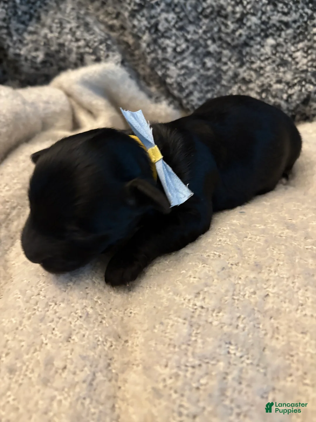 Yorkiepoo dogs for sale: Russell - Ad 2