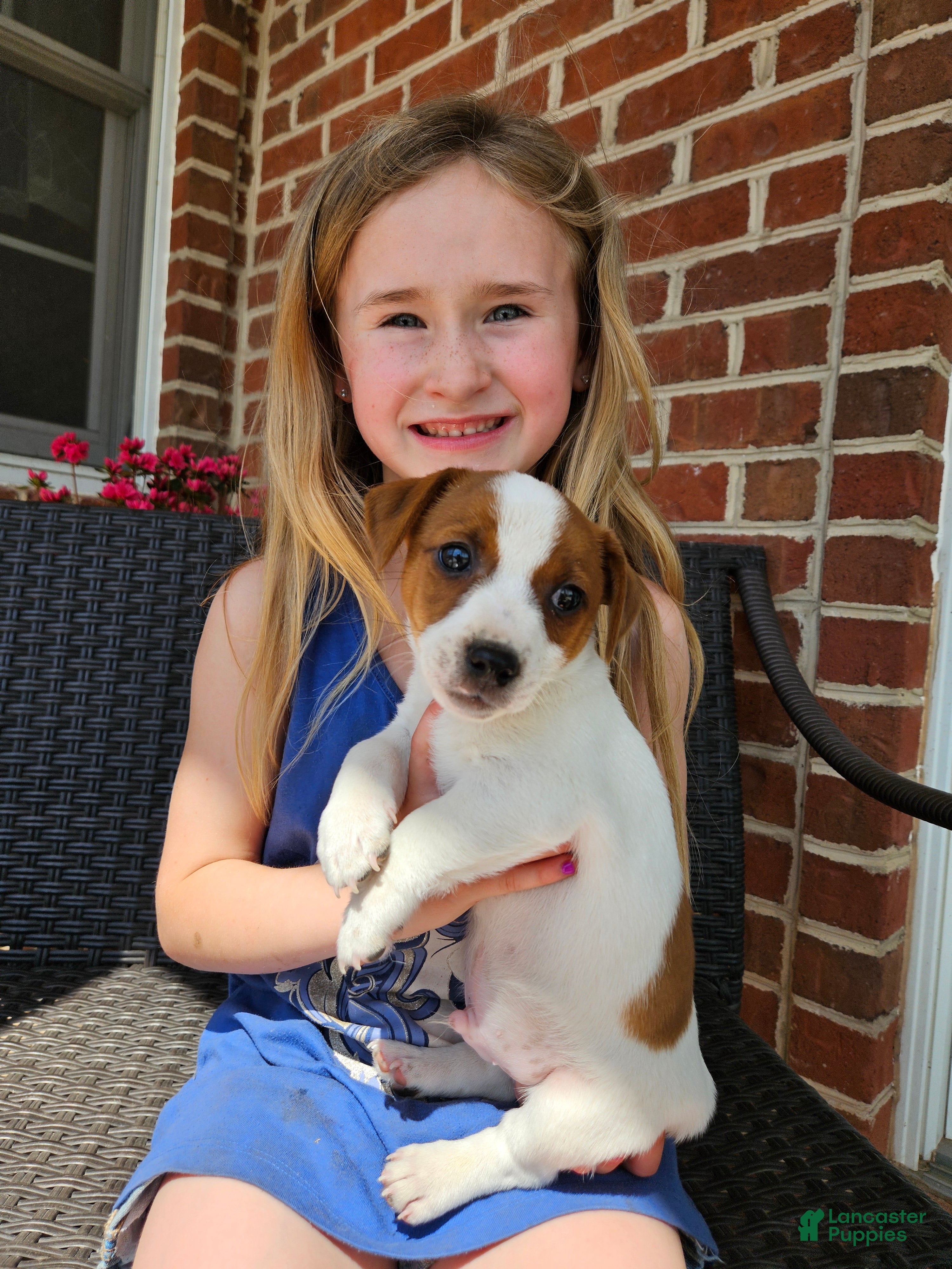 Jack Russell Terrier dogs Jack Russell Terrier Puppy 1 - Ad 1