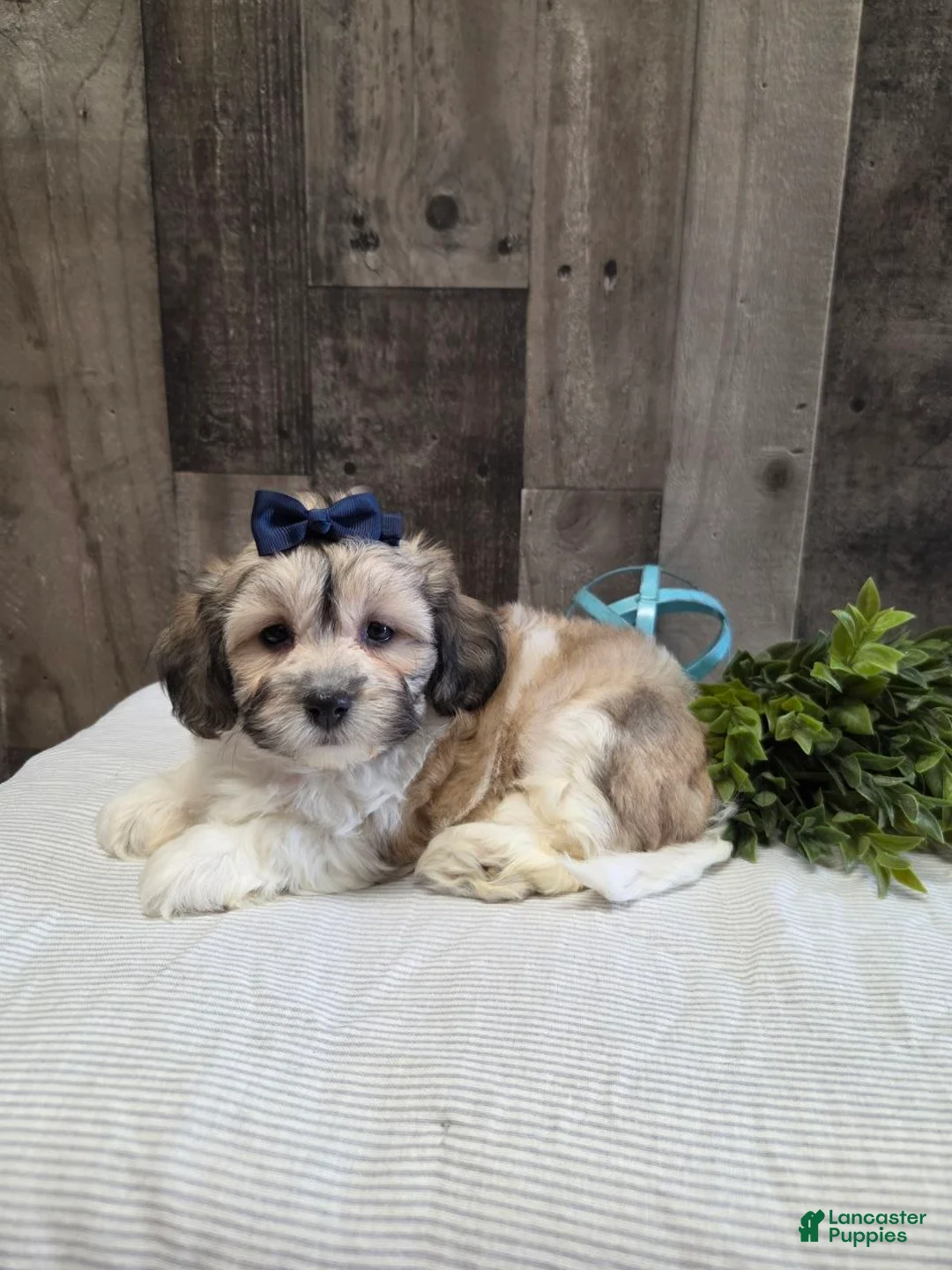 Teddy Bear dogs for sale: Sheila - Ad 2