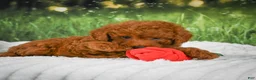 Mini Goldendoodle dogs for sale: Riley - Ad 5