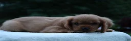 Cavalier King Charles Spaniel dogs for sale: Teddy - Ad 7