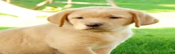 Labrador Retriever dogs for sale: Chase - Ad 4