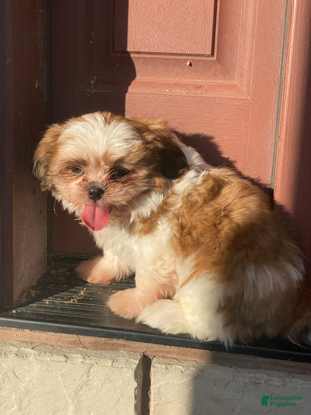 Shih Tzu dogs for sale: Sally - Ad 2