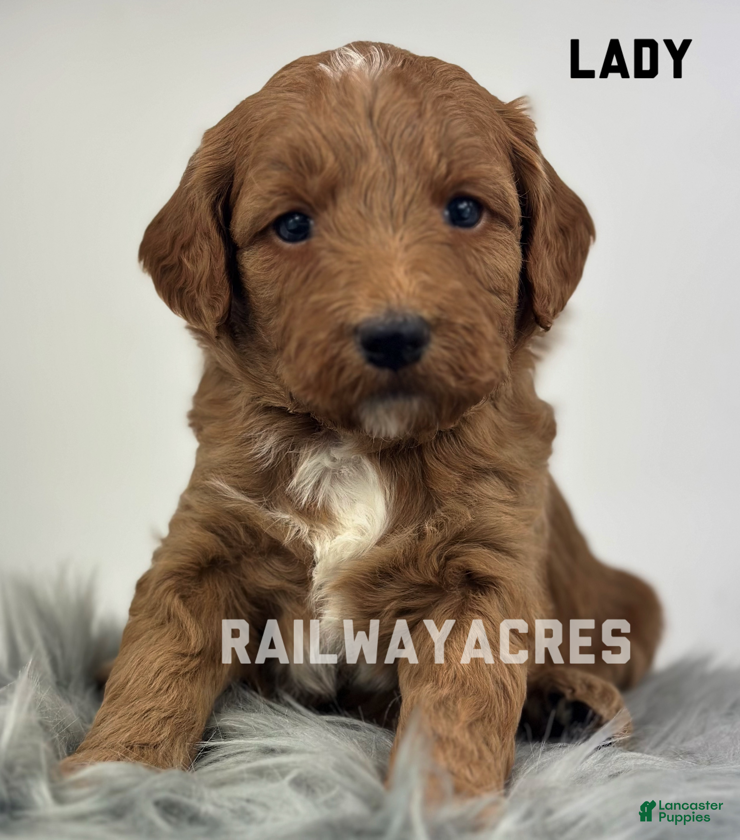 Goldendoodle dogs Lady- F1b Mini - Ad 42
