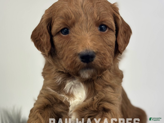 Goldendoodle dogs Lady- F1b Mini - Ad 37