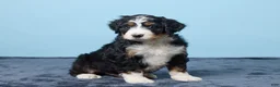 Bernedoodle dogs for sale: Jackson - Ad 5
