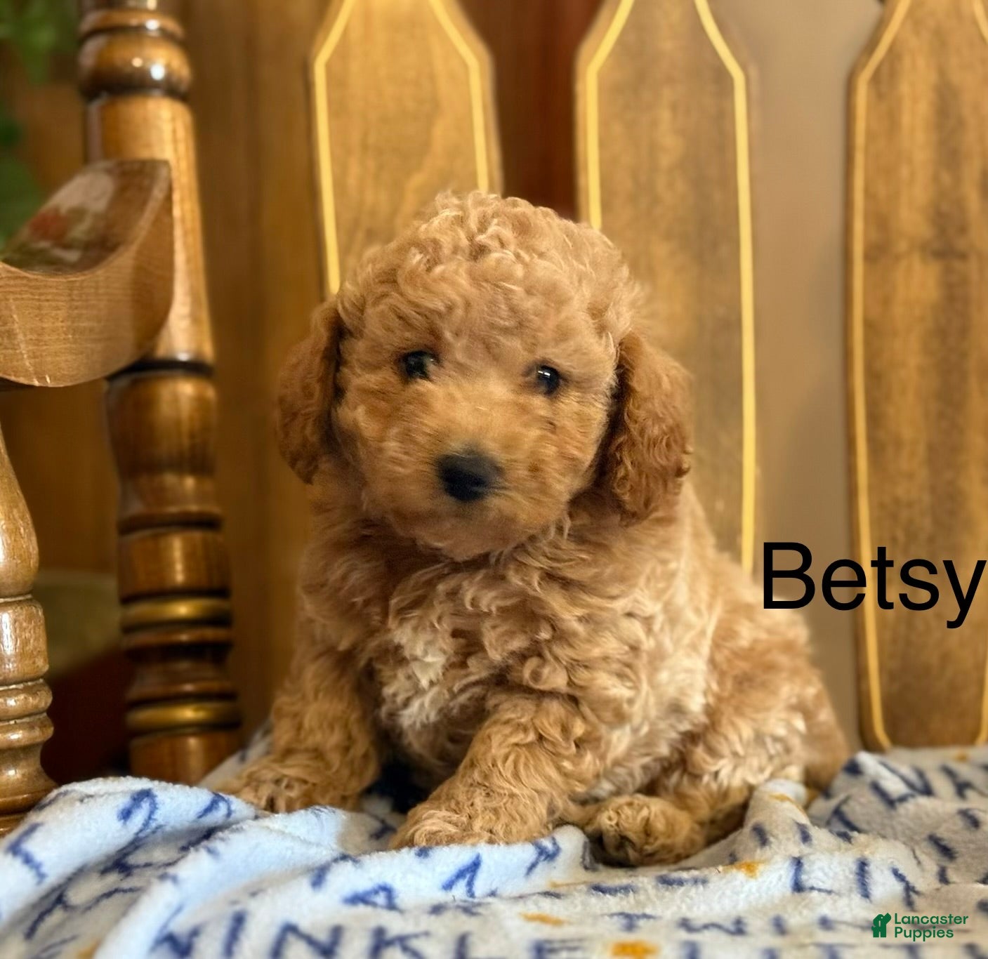 Bichpoo dogs Betsy - Ad 9