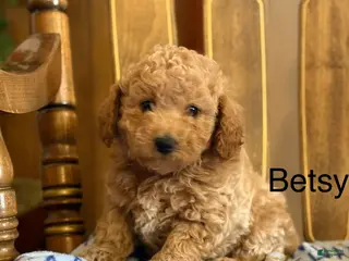 Bichpoo dogs Betsy - Ad 9