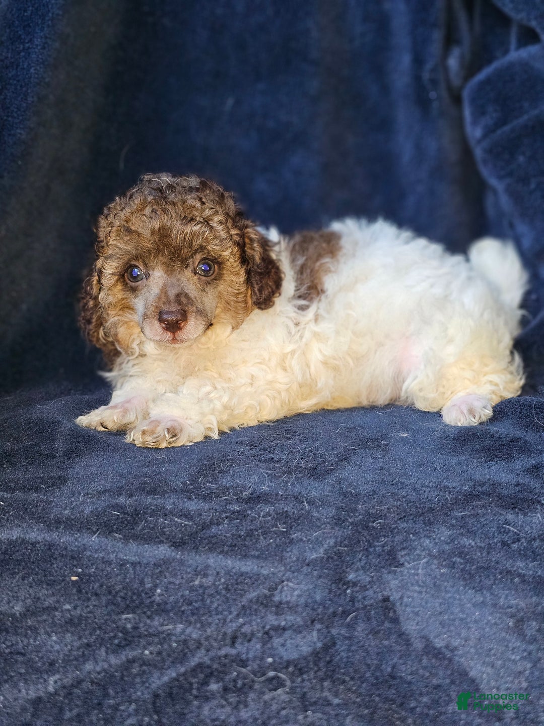 Toy Poodle dogs for sale: Trundle - Ad 5