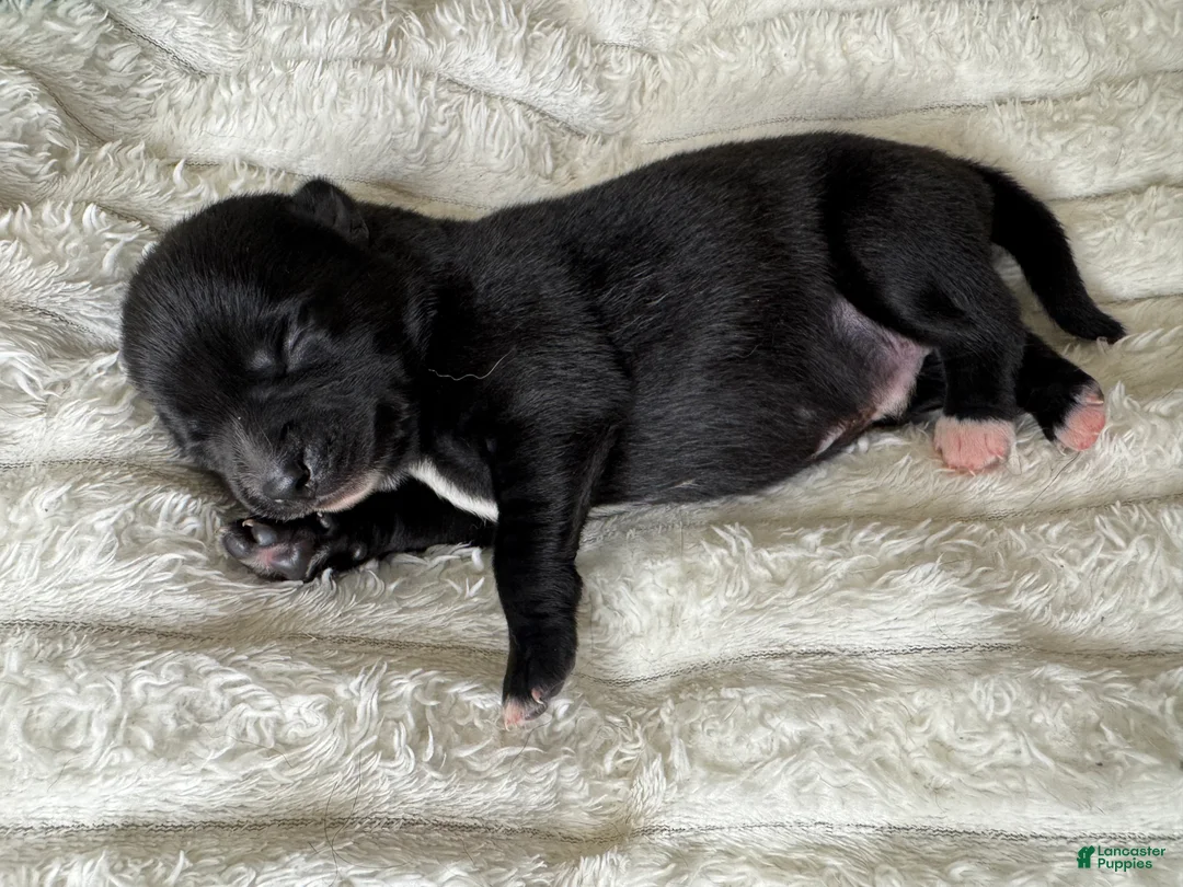 Pomsky dogs for sale: Male 2 - Ad 2