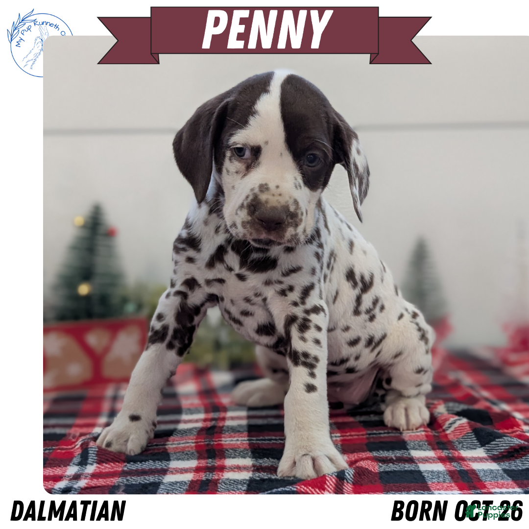 Dalmatian dogs Penny  - Ad 4