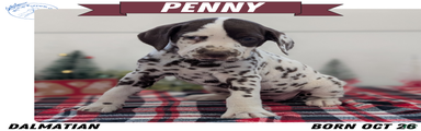 Penny 