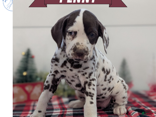 Dalmatian dogs Penny - Ad 18