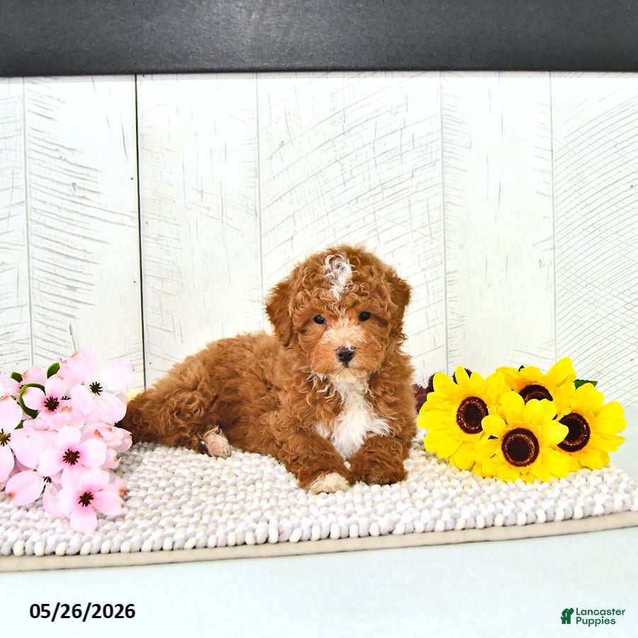 Miniature Poodle dogs Ronnie - Ad 1