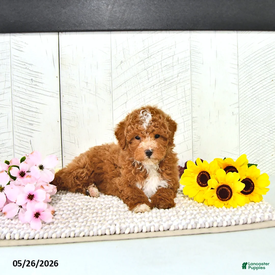 Miniature Poodle dogs for sale: Ronnie - Ad 1
