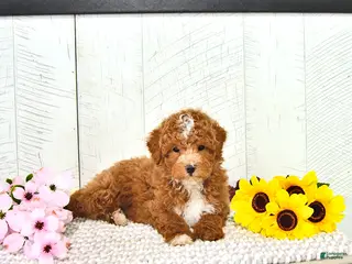 Miniature Poodle dogs for sale: Ronnie - Ad 1