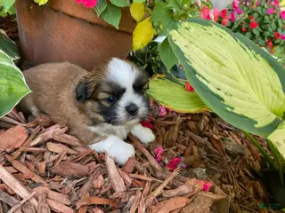 Shih Tzu dogs Henry - Ad 33