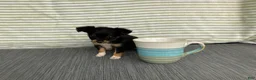 Chihuahua dogs for sale: Bodie - Ad 7