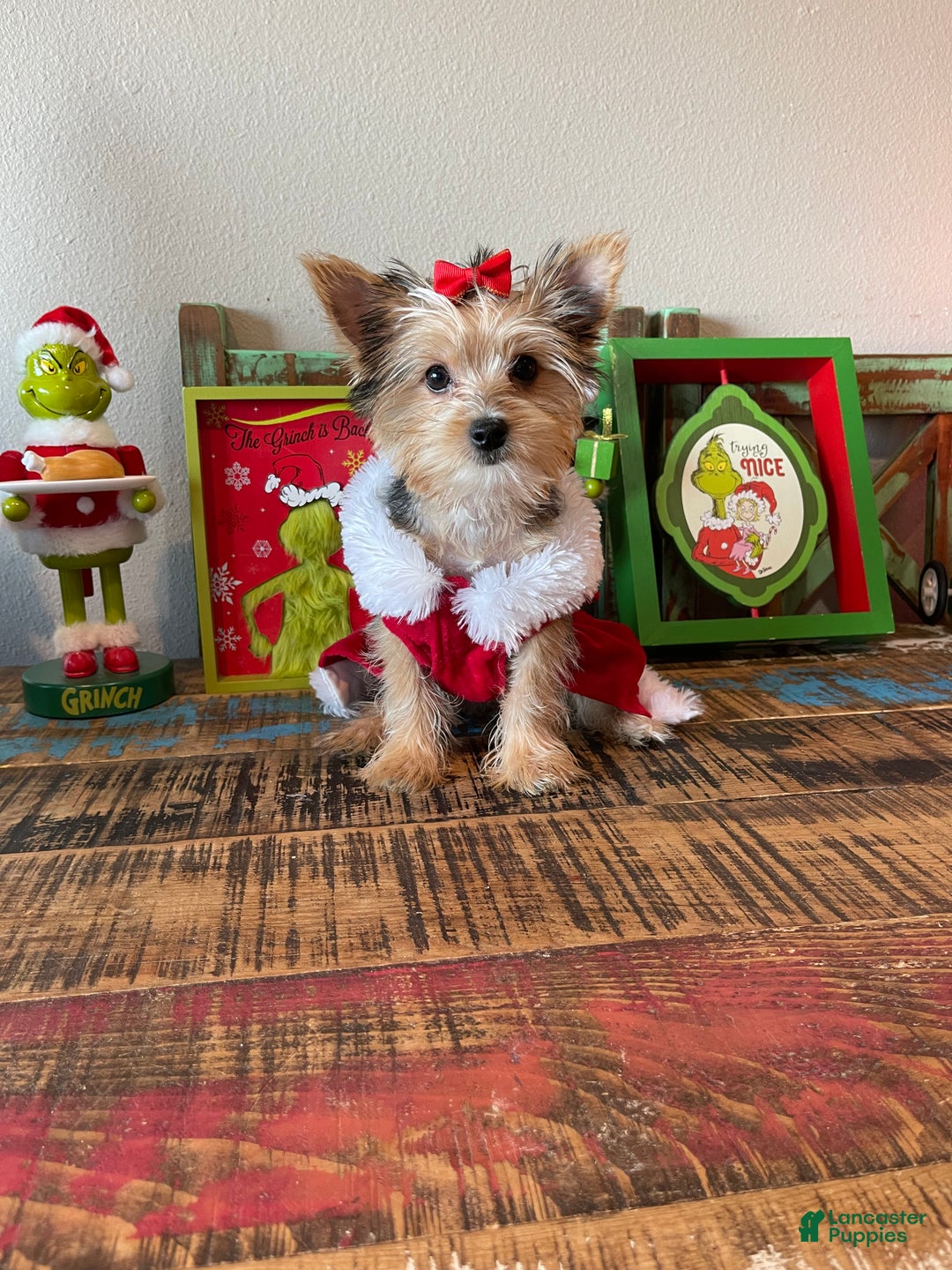 Yorkshire Terrier dogs for sale: Meet Lulu - Ad 7