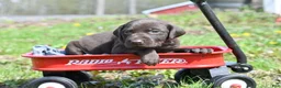 German Shorthaired Pointer dogs for sale: Buck - Ad 4