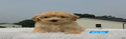 Maltipoo dogs for sale: Kirby - Ad 5