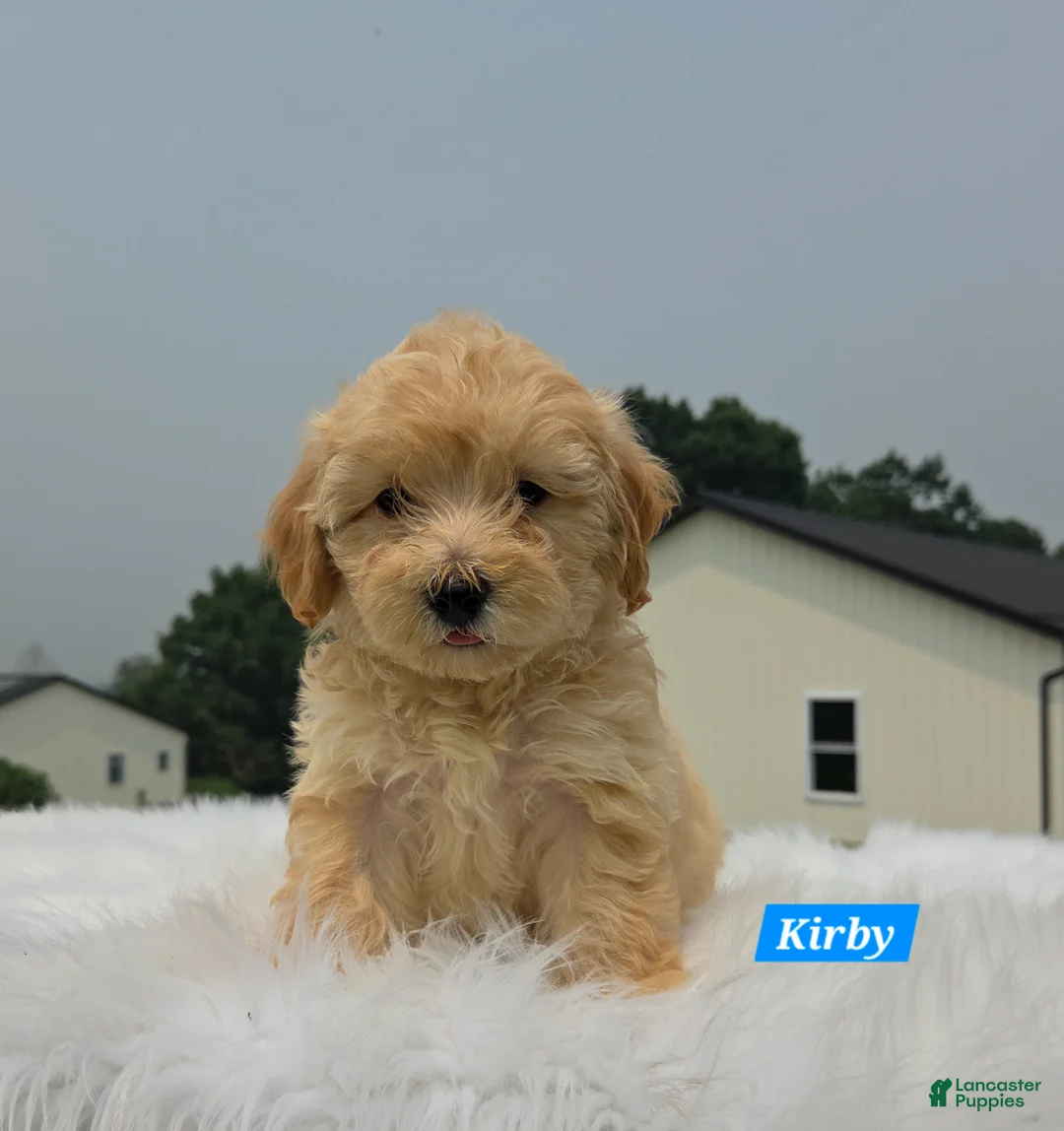Maltipoo dogs for sale: Kirby - Ad 5