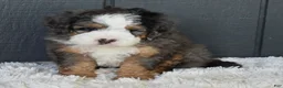 Mini Bernedoodle dogs for sale: Jax F1b - Ad 7