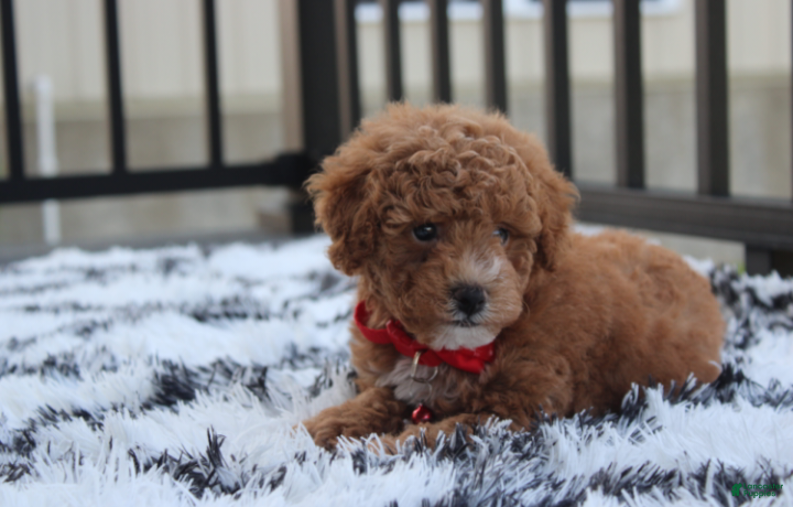 Bichpoo dogs Kirian  - Ad 2
