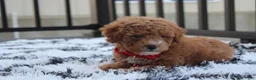 Bichpoo dogs for sale: Kirian  - Ad 2