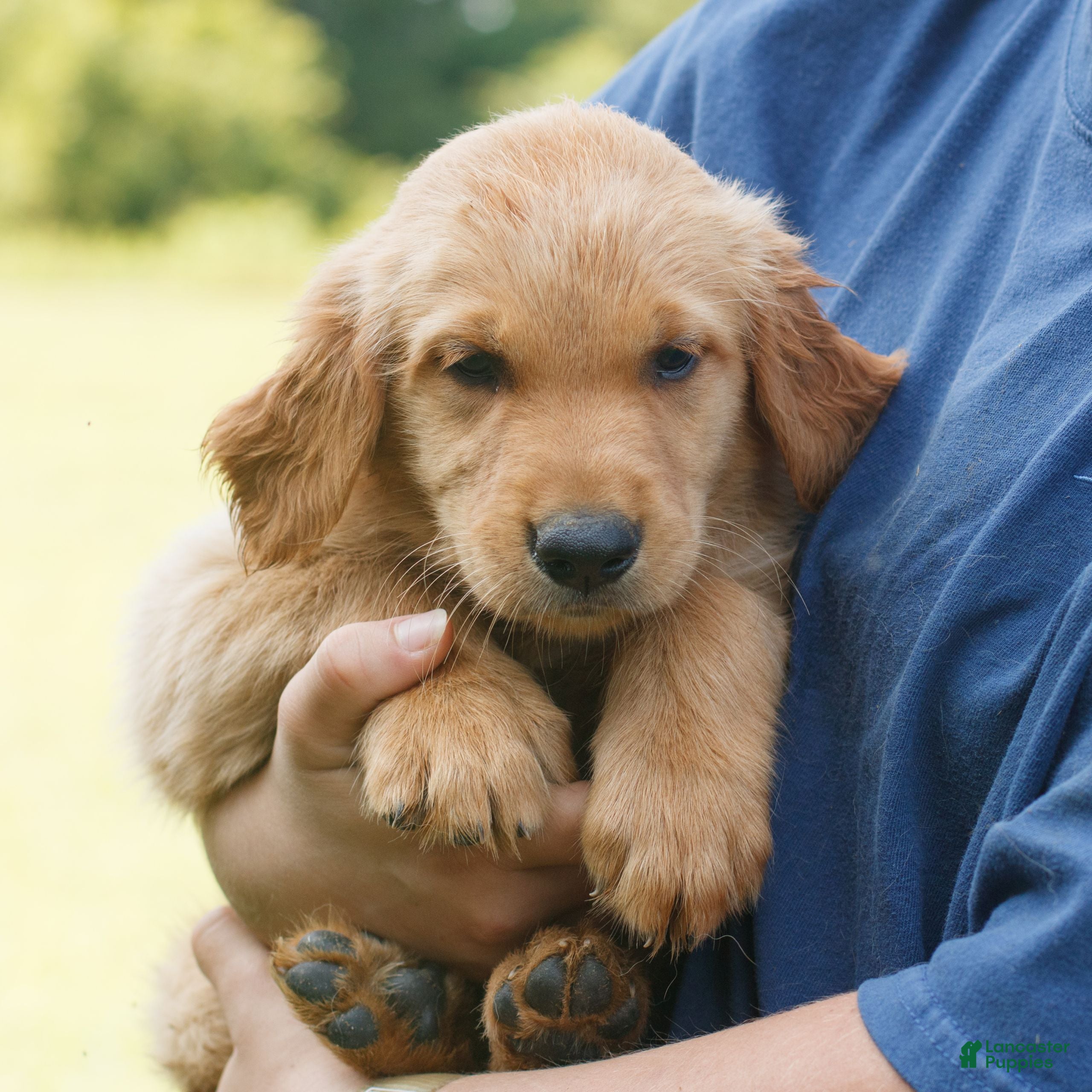 Golden Retriever dogs Maggie  - Ad 2