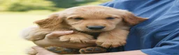 Golden Retriever dogs for sale: Maggie  - Ad 2