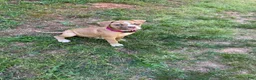 American Bulldog dogs for sale: Minnie - Ad 5