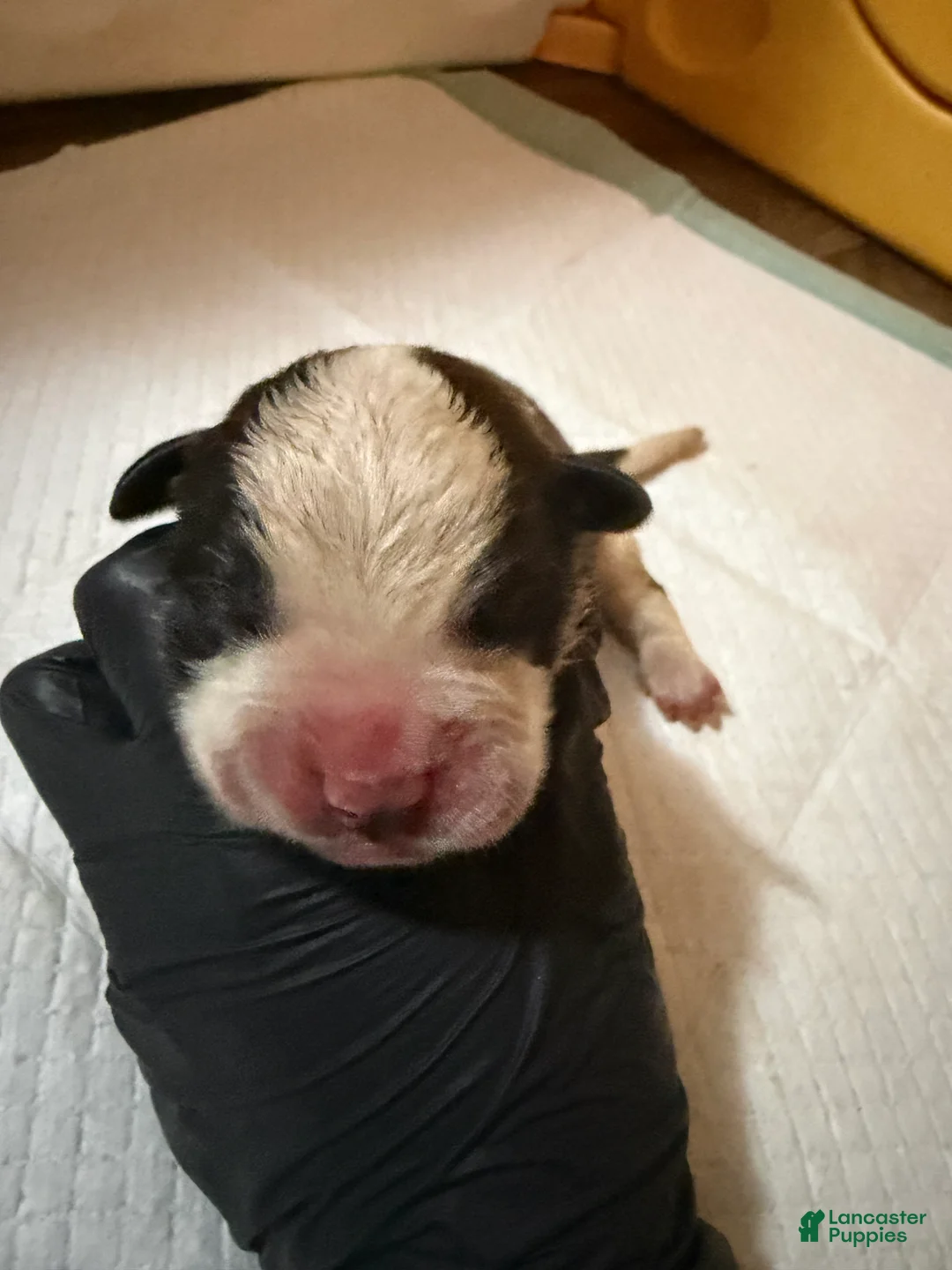 Saint Bernard dogs for sale: Girl 4 - Ad 2