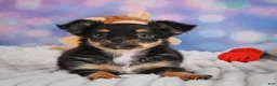 Chihuahua dogs for sale: Elvis - Ad 5