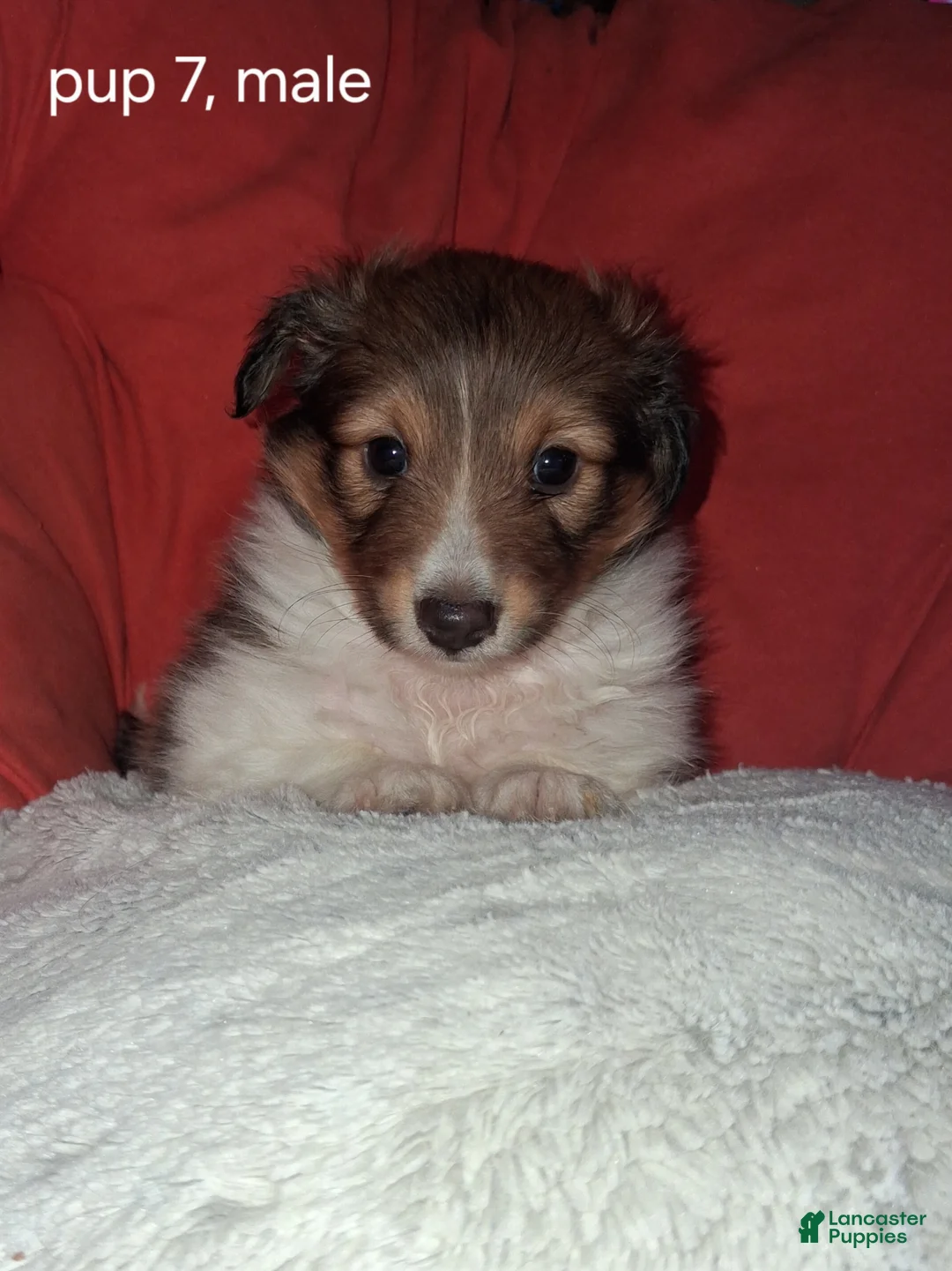 Shetland Sheepdog dogs for sale: Shetland Sheepdog Puppy 5 - Ad 1
