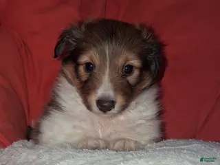 Shetland Sheepdog dogs Shetland Sheepdog Puppy 5 - Ad 6