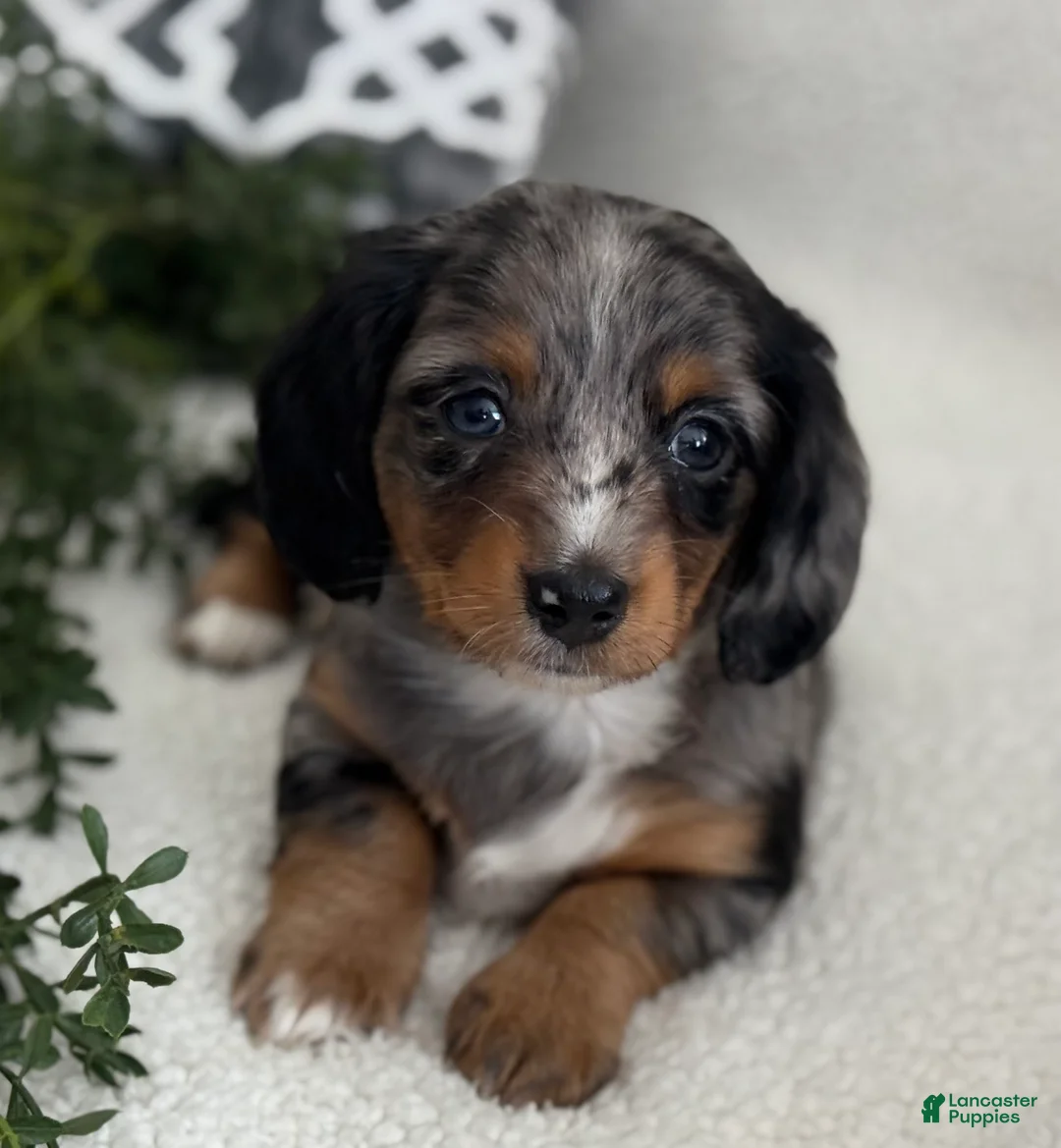Miniature Dachshund dogs for sale: Tessa - Ad 2