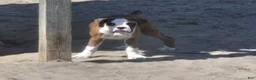 Boxer dogs for sale: Lady - Ad 27