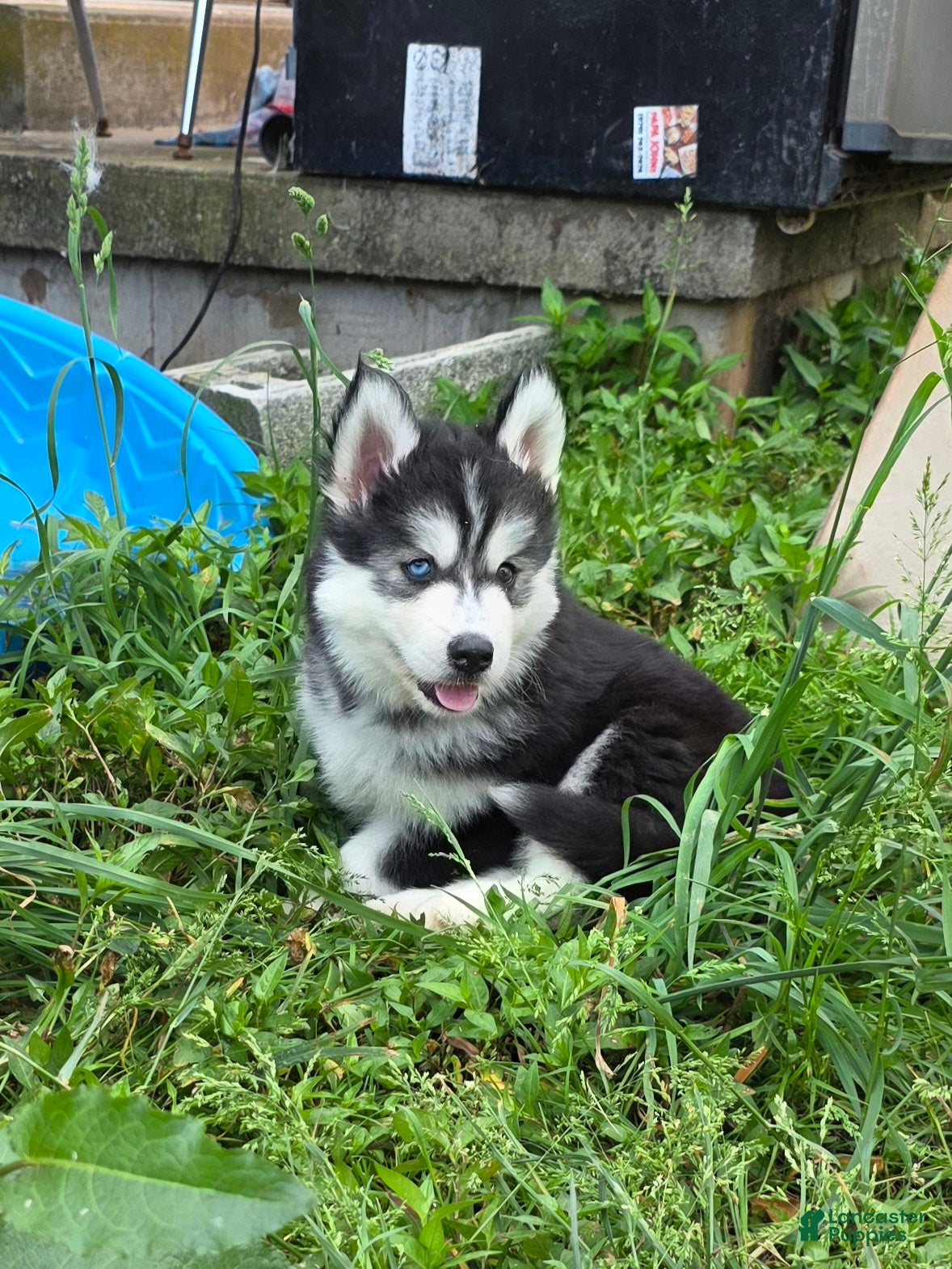 Siberian Husky dogs Mario - Ad 2