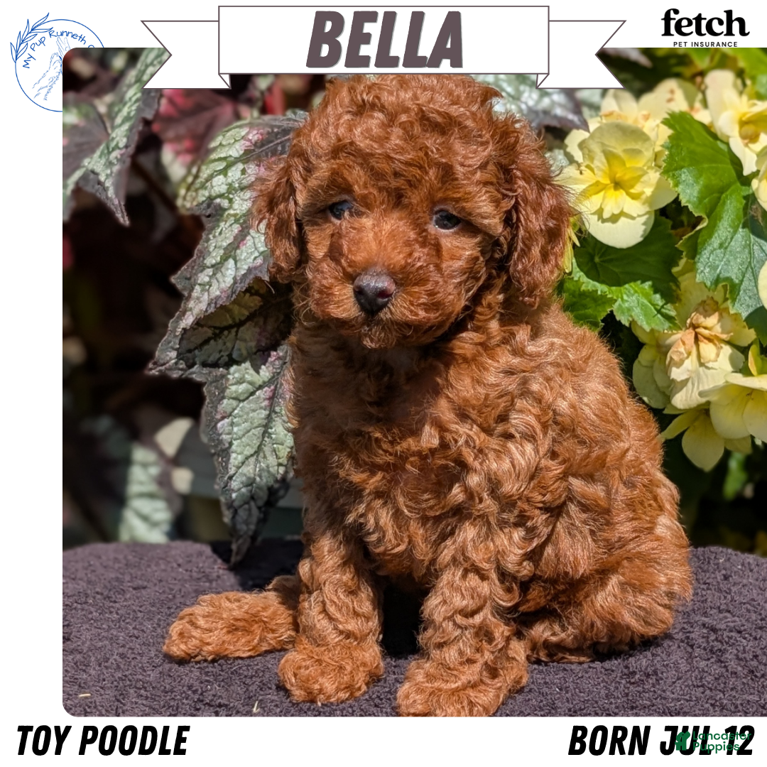 Toy Poodle dogs Bella - Ad 1