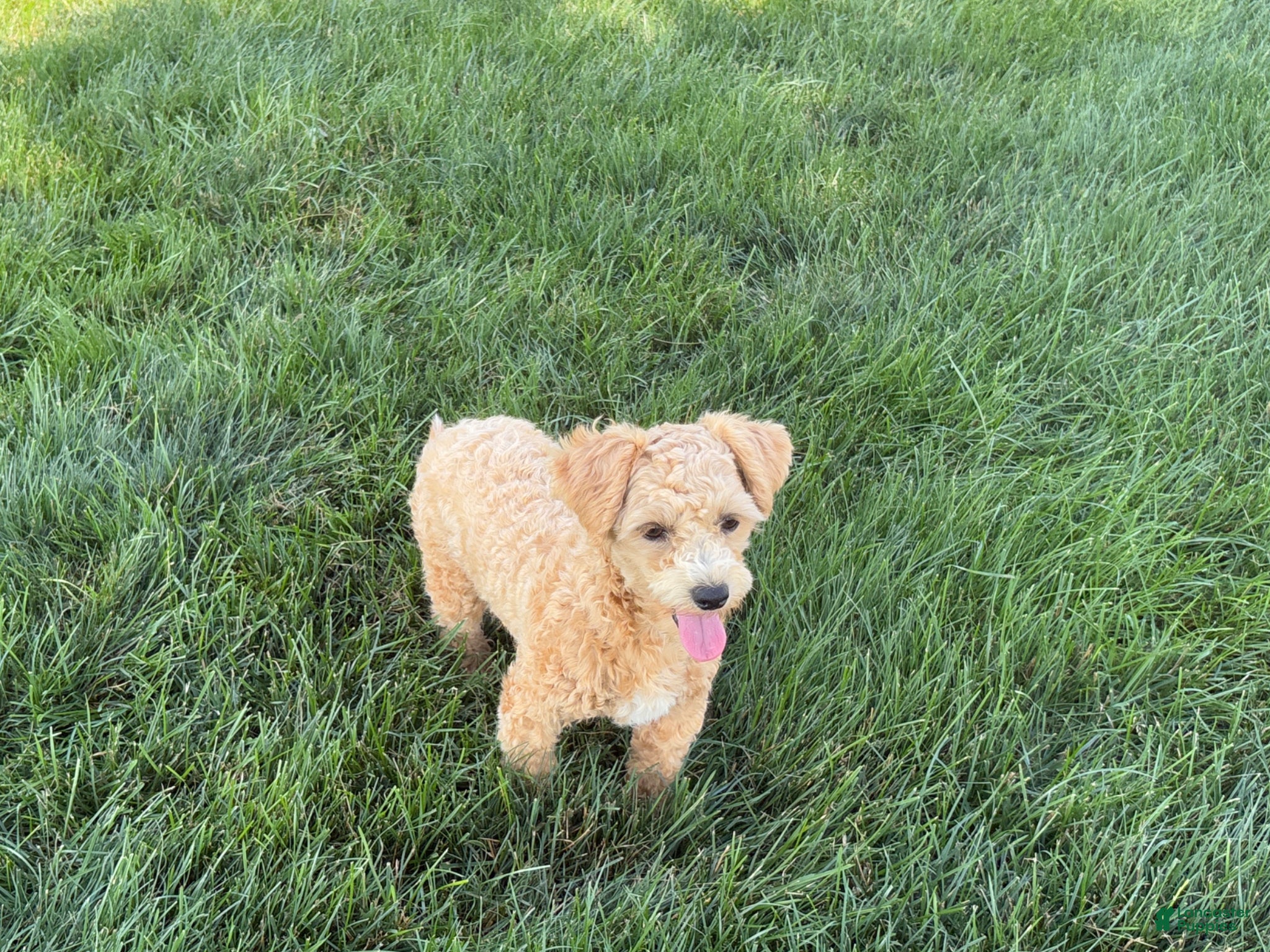 Maltipoo dogs for sale: Ada - Ad 14